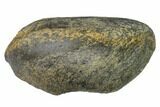 Fossil Whale Ear Bone - Miocene #144907-1